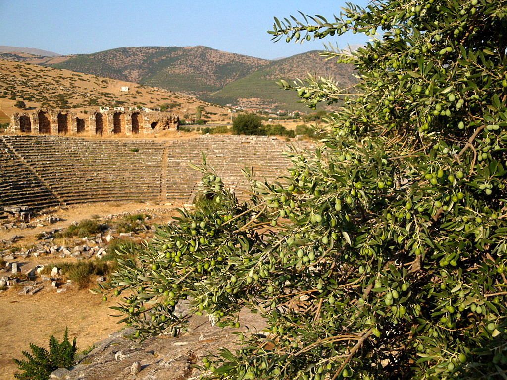 Aphrodisias and olive tree